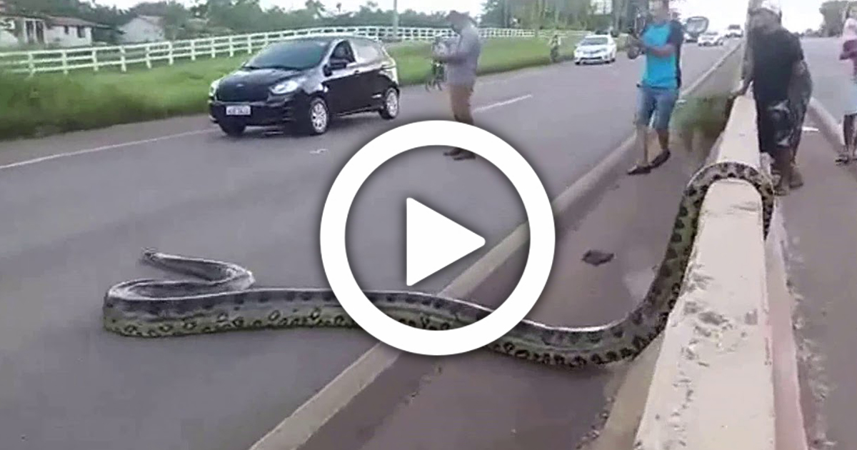 Closed Traffic, Huge Python Snake Crossing The Road, Viral Video