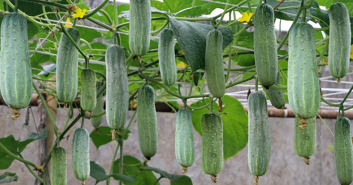 Learn The Easiest Way To Grow Cucumbers On Rooftop Without Land
