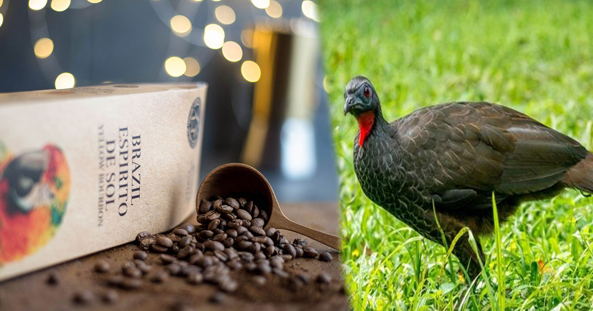 The Price Of 79 Thousand Rupees Per Kg, The World'S Most Expensive Coffee Is Made From The Feces Of This Bird