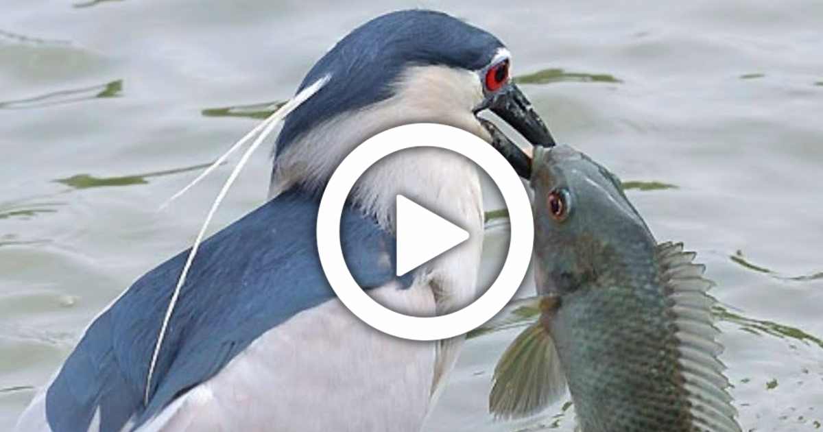 This Bird Hunted Big Fish With Small Fish, Viral Video