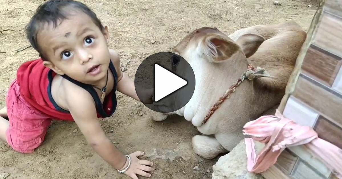 Cow Video